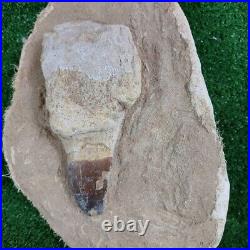 Authentic Mosasaur Tooth in Matrix Fossil 6.2 Dinosaur bones mosasaurus skull