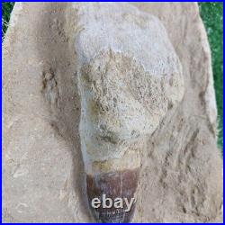 Authentic Mosasaur Tooth in Matrix Fossil 6.2 Dinosaur bones mosasaurus skull