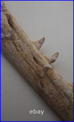 Authentic Mosasaurus Fossilized Teeth in Jaw Bone Morocco Cretaceous Dinosaurs