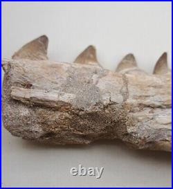Authentic Mosasaurus Fossilized Teeth in Jaw Bone Morocco Cretaceous Dinosaurs