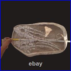 Authentic Two MOSASAUR PADDLES Fossil Bones in Matrix Mosasaurus Dinosaur