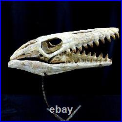 Awesome Mosasaur SKULL Fossil mosasaurus Cretaceous period dinosaur bones 16 in