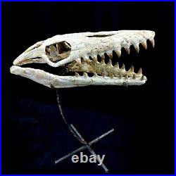 Awesome Mosasaur SKULL Fossil mosasaurus Cretaceous period dinosaur bones 16 in
