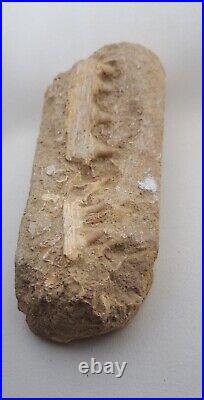 Baby Mosasaurus Fossilized Teeth in Jaw Bone Original Morocco late Cretaceous