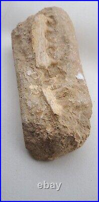 Baby Mosasaurus Fossilized Teeth in Jaw Bone Original Morocco late Cretaceous