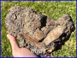 Beautiful Texas Fossil Multi Plate Dinosaur Bones and Teeth Aguja Formation