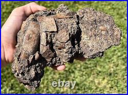 Beautiful Texas Fossil Multi Plate Dinosaur Bones and Teeth Aguja Formation