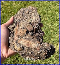 Beautiful Texas Fossil Multi Plate Dinosaur Bones and Teeth Aguja Formation