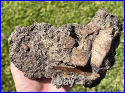 Beautiful Texas Fossil Multi Plate Dinosaur Bones and Teeth Aguja Formation