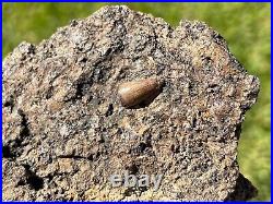 Beautiful Texas Fossil Multi Plate Dinosaur Bones and Teeth Aguja Formation