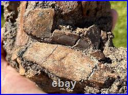 Beautiful Texas Fossil Multi Plate Dinosaur Bones and Teeth Aguja Formation