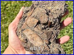 Beautiful Texas Fossil Multi Plate Dinosaur Bones and Teeth Aguja Formation