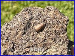 Beautiful Texas Fossil Multi Plate Dinosaur Bones and Teeth Aguja Formation