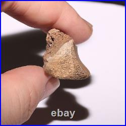 Beautiful bone with Swiss Cheese Marrow T. Rex Hell Creek Formation South Dakota