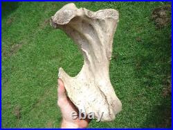 Beyond Rare Glyptodon Tibia Leg Bone Florida Fossils Ice Age Extinct Armadillo @