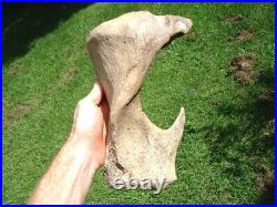 Beyond Rare Glyptodon Tibia Leg Bone Florida Fossils Ice Age Extinct Armadillo @