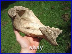 Beyond Rare Glyptodon Tibia Leg Bone Florida Fossils Ice Age Extinct Armadillo @