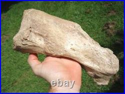 Beyond Rare Glyptodon Tibia Leg Bone Florida Fossils Ice Age Extinct Armadillo @