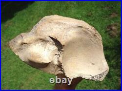 Beyond Rare Glyptodon Tibia Leg Bone Florida Fossils Ice Age Extinct Armadillo @