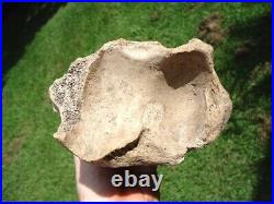 Beyond Rare Glyptodon Tibia Leg Bone Florida Fossils Ice Age Extinct Armadillo @