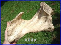 Beyond Rare Glyptodon Tibia Leg Bone Florida Fossils Ice Age Extinct Armadillo @