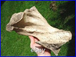 Beyond Rare Glyptodon Tibia Leg Bone Florida Fossils Ice Age Extinct Armadillo @