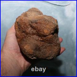 Big Dinosaur Bone Section Authentic Fossil Hell Creek Formation Cretaceous