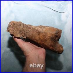 Big Dinosaur Bone Section Authentic Fossil Hell Creek Formation Cretaceous