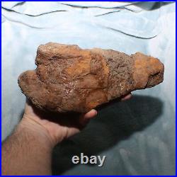 Big Dinosaur Bone Section Authentic Fossil Hell Creek Formation Cretaceous