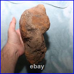 Big Dinosaur Bone Section Authentic Fossil Hell Creek Formation Cretaceous