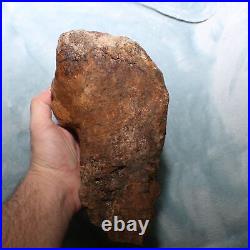 Big Dinosaur Bone Section Authentic Fossil Hell Creek Formation Cretaceous