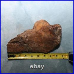 Big Dinosaur Bone Section Authentic Fossil Hell Creek Formation Cretaceous