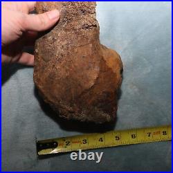 Big Dinosaur Bone Section Authentic Fossil Hell Creek Formation Cretaceous