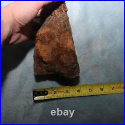 Big Dinosaur Bone Section Authentic Fossil Hell Creek Formation Cretaceous