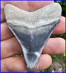 Bone Valley Megalodon Shark Tooth Fossil