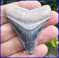 Bone Valley Megalodon Shark Tooth Fossil