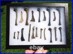 COLLECTION o 20 FOSSIL BIRD BONES FLORIDA FOSSILS ICE AGE EXTINCT AVIAN SKELETON