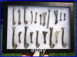 COLLECTION o 20 FOSSIL BIRD BONES FLORIDA FOSSILS ICE AGE EXTINCT AVIAN SKELETON