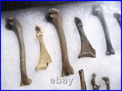 COLLECTION o 20 FOSSIL BIRD BONES FLORIDA FOSSILS ICE AGE EXTINCT AVIAN SKELETON