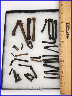 Carnivore Toe And Limb Bone Fossils Bulk Lot Florida Pleistocene