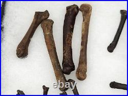 Carnivore Toe And Limb Bone Fossils Bulk Lot Florida Pleistocene