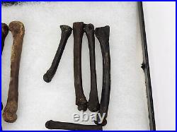 Carnivore Toe And Limb Bone Fossils Bulk Lot Florida Pleistocene