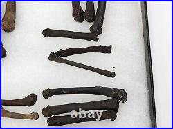 Carnivore Toe And Limb Bone Fossils Bulk Lot Florida Pleistocene