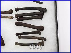 Carnivore Toe And Limb Bone Fossils Bulk Lot Florida Pleistocene