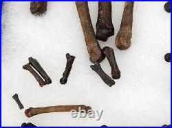 Carnivore Toe And Limb Bone Fossils Bulk Lot Florida Pleistocene