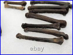 Carnivore Toe And Limb Bone Fossils Bulk Lot Florida Pleistocene