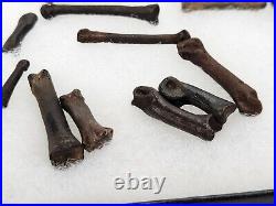 Carnivore Toe And Limb Bone Fossils Bulk Lot Florida Pleistocene