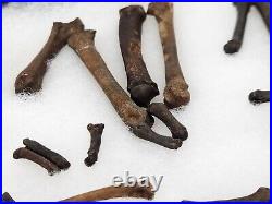 Carnivore Toe And Limb Bone Fossils Bulk Lot Florida Pleistocene