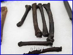 Carnivore Toe And Limb Bone Fossils Bulk Lot Florida Pleistocene