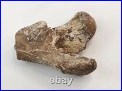 Chocolate Oreodont Associated Fossil Bones White River Brule Fm. NE